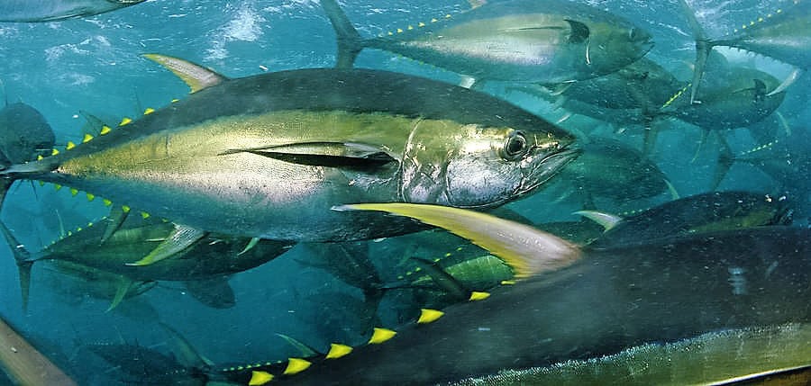 Yellowfin Tuna Costa Rica